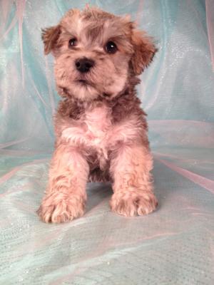 Male Schnoodle Puppy for sale #3 Born Oct 20th 2013|Purebredpups is happy to send dogs to Maine and New Hampshire for only $150. by air!